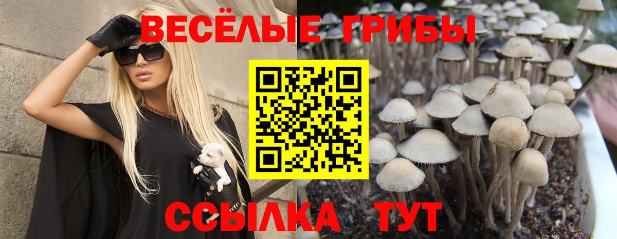Галлюциногенные грибы Magic Shrooms  Вход с VPN  Рубцовск  Псилоцибиновые грибы Cubensis 